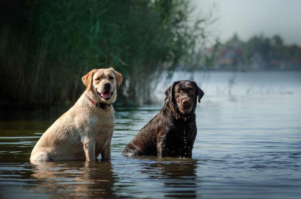 Hond mee op vaarvakantie